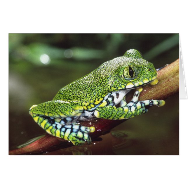 Cartão Grande Treefrog, Leptopelis vermiculatus, (Frente Horizontal)