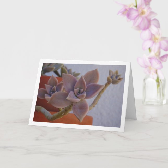 Cartão Graptopetalum Paraguayense, Planta Fantasma Sucule (Orquídea)