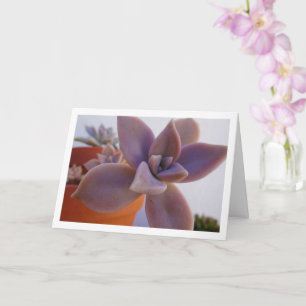 Cartão Graptopetalum Paraguayense, Planta Suculenta Fanta