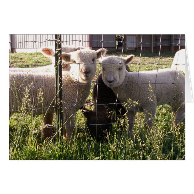 Cartão Grass Greener? (Frente Horizontal)