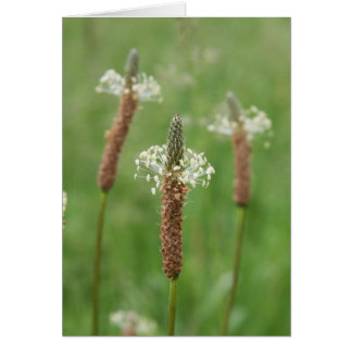 Cartão Grassy Gems