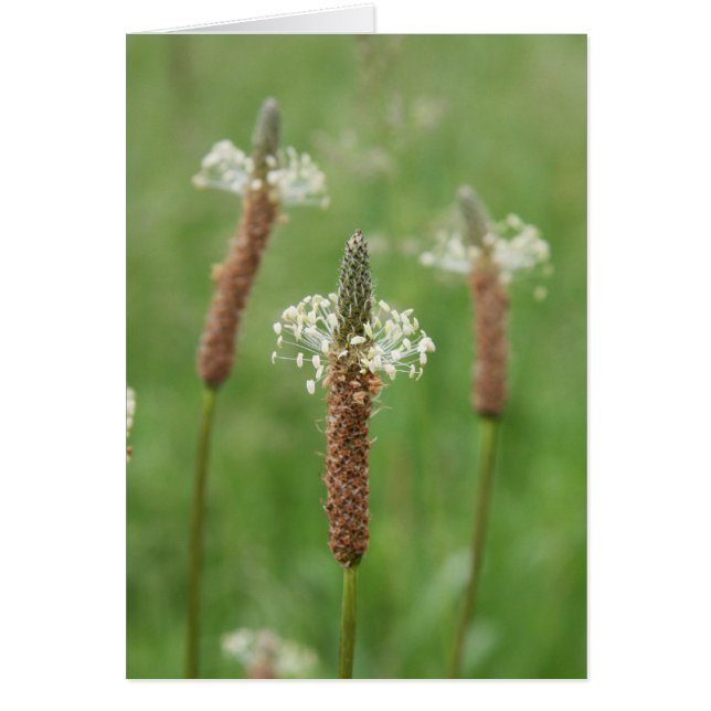Cartão Grassy Gems (Frente)