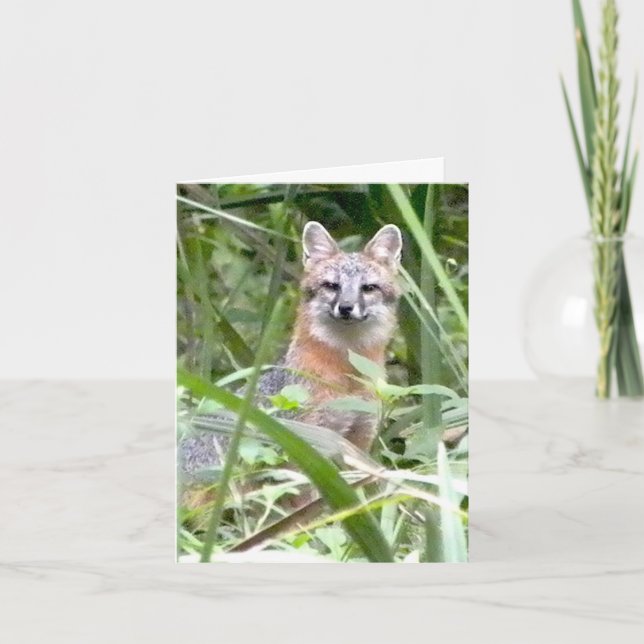 Cartão Gray Fox Greeting card (Frente)