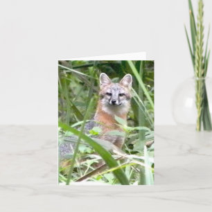 Cartão Gray Fox Greeting card