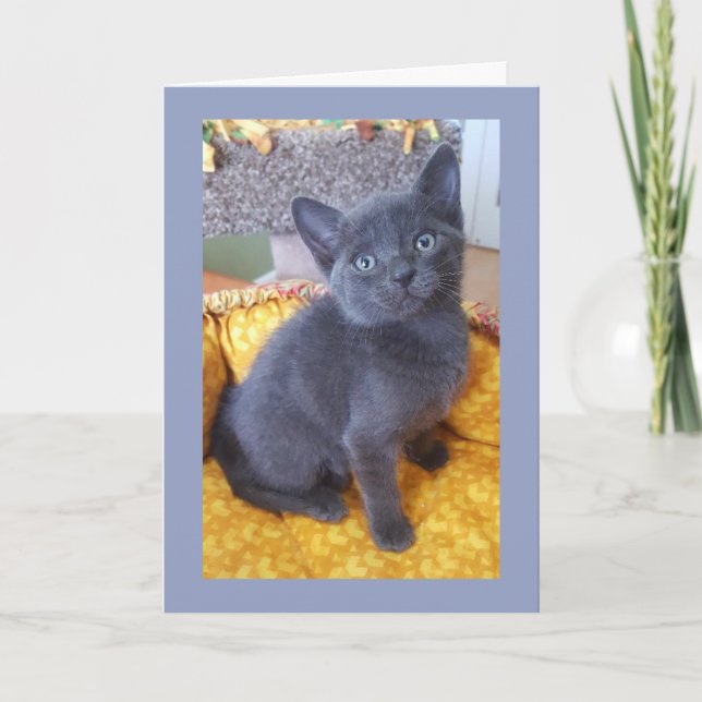 Cartão Gray Kitten Birthday or All Occasion Card (Frente)