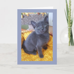 Cartão Gray Kitten Birthday or All Occasion Card