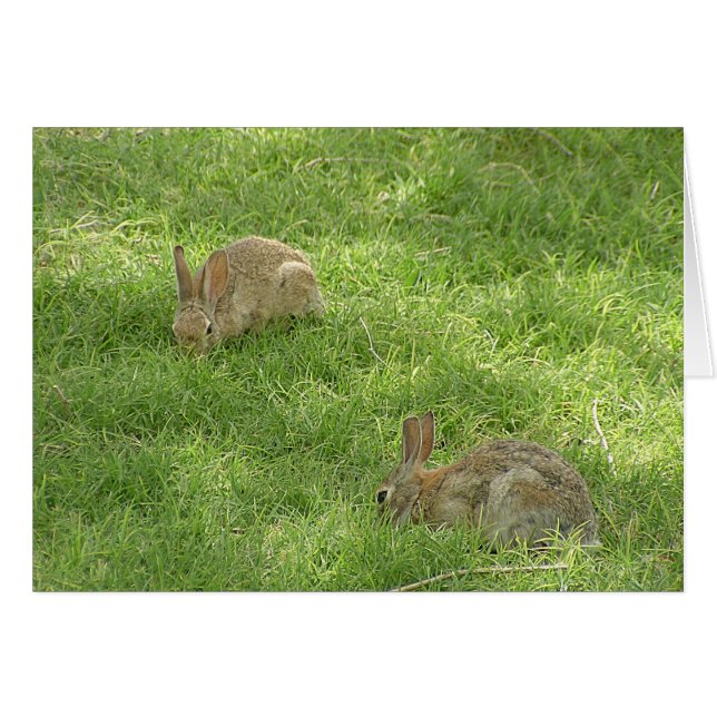 Cartão Grazing Bunnies (Frente Horizontal)