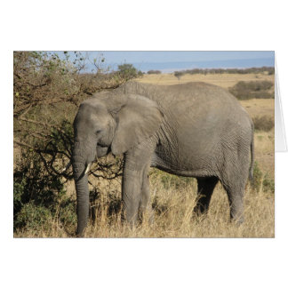 Cartão Grazing Elephant