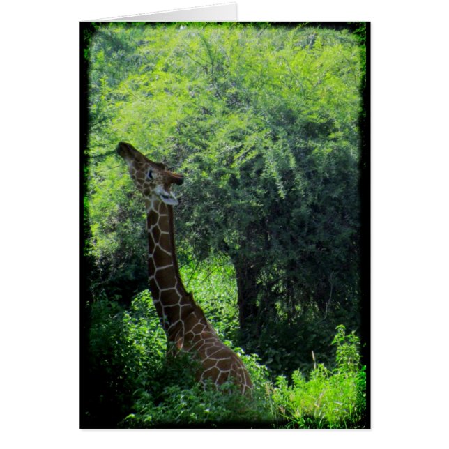 Cartão Grazing Giraffe (Frente)