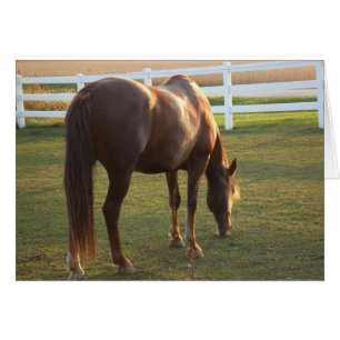 Cartão Grazing Mare