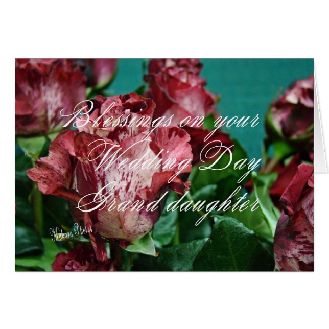 Cartão GRD-zz dos rosas WD 11 de Megan (Frente Horizontal)