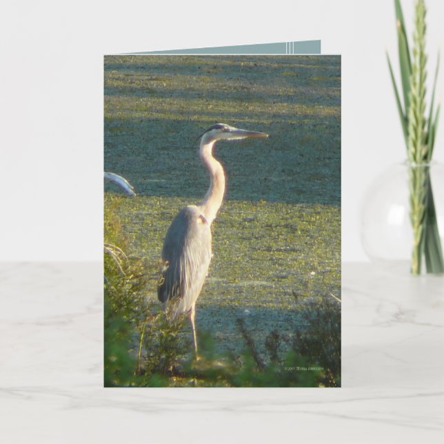 Cartão Great Blue (Frente)