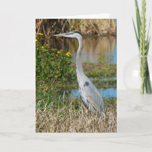Cartão "Great Blue Heron 2." Greeting Card