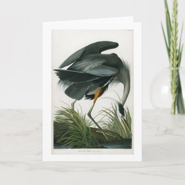 Cartão Great Blue Heron, John James Audubon (Frente)