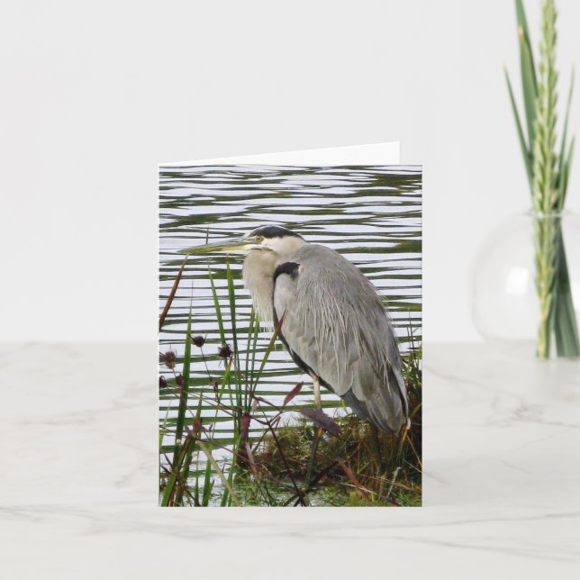 Cartão Great Blue Heron Note Card (Frente)