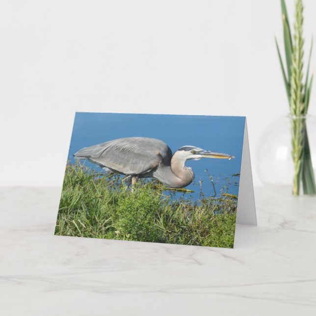 Cartão "Great Blue Heron with Fish 1." Greeting Card (Frente)