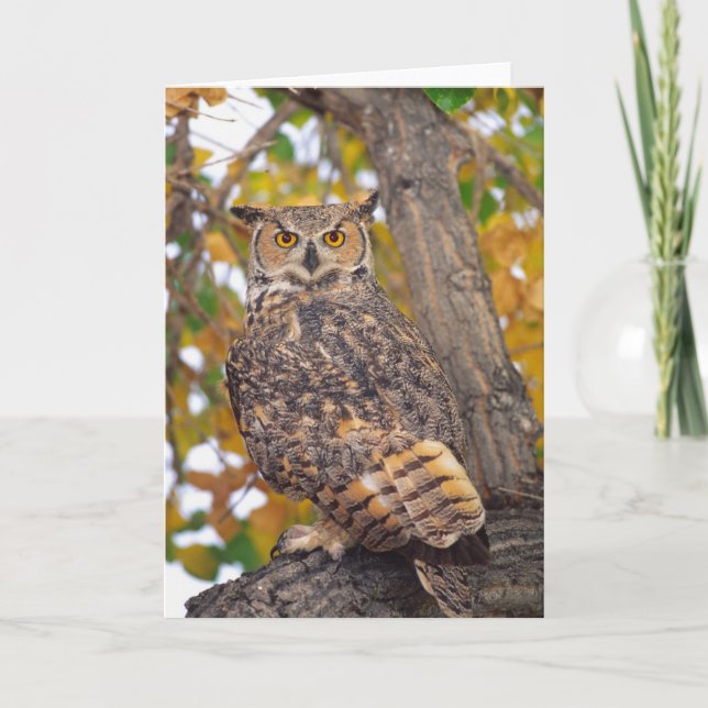 Cartão Great Horned Owl (Frente)