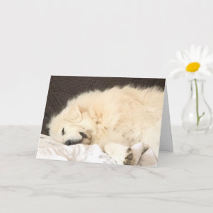 Cartão Great Pyrenees Blank Card