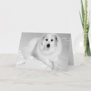 Cartão Great Pyrenees, Gentle Giant 5