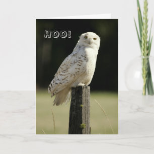 Cartão Great Snowy White Owl, Thinking Of you