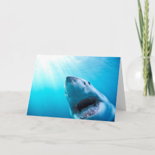 Cartão Great White Shark   South Africa