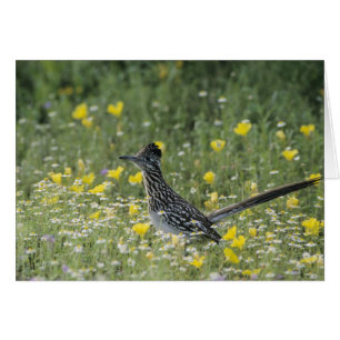 Cartão Greater Roadrunner, Geococcyx californianus,