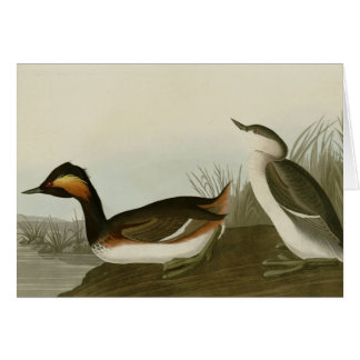 Cartão Grebe orelhudo