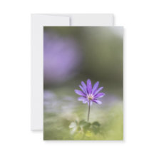 Grecian winflower Nature Foto