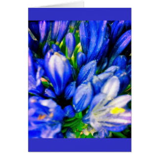 Cartão Greeing vazio do Agapanthus azul bonito