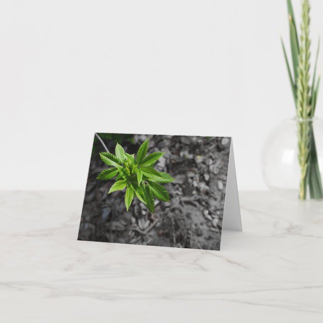 Cartão Green (Frente)