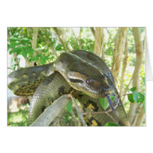 Cartão Green Anaconda