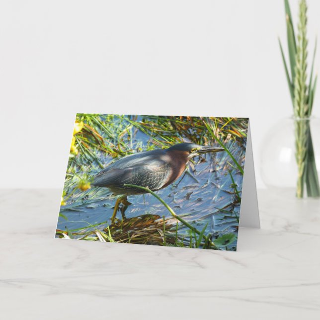 Cartão "Green Heron 1." Greeting Card (Frente)
