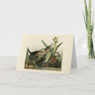 Cartão Green Heron, as aves da América de John James Audu