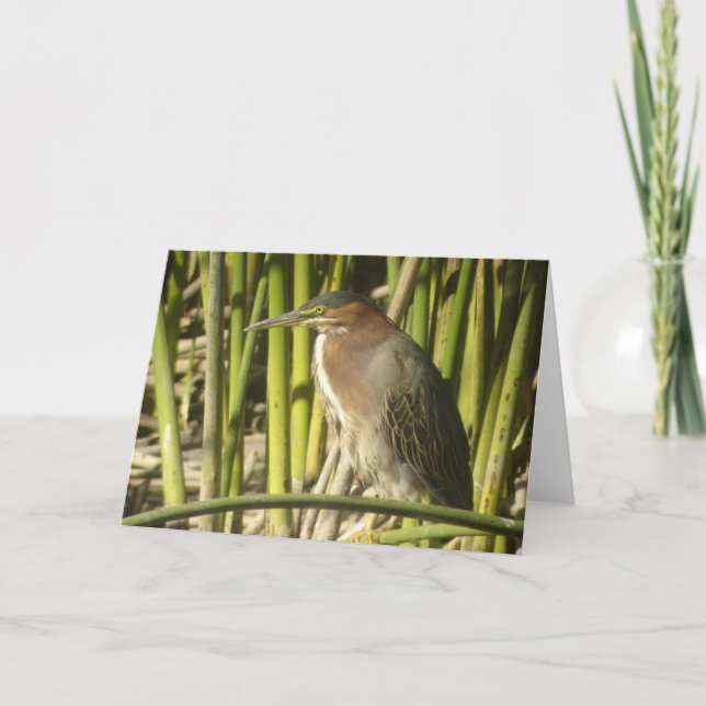Cartão Green Heron Card (Frente)