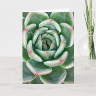 Cartão Green Red Tipped Succulent