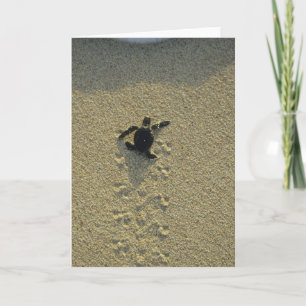 Cartão Green Turtle, (Chelonia mydas), hatchling