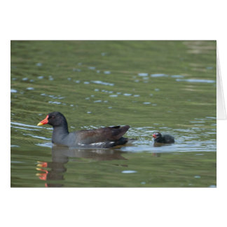 Cartão Greenhill Moorgalinhas