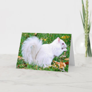 Cartão Greeting Card - Albino Squirrel