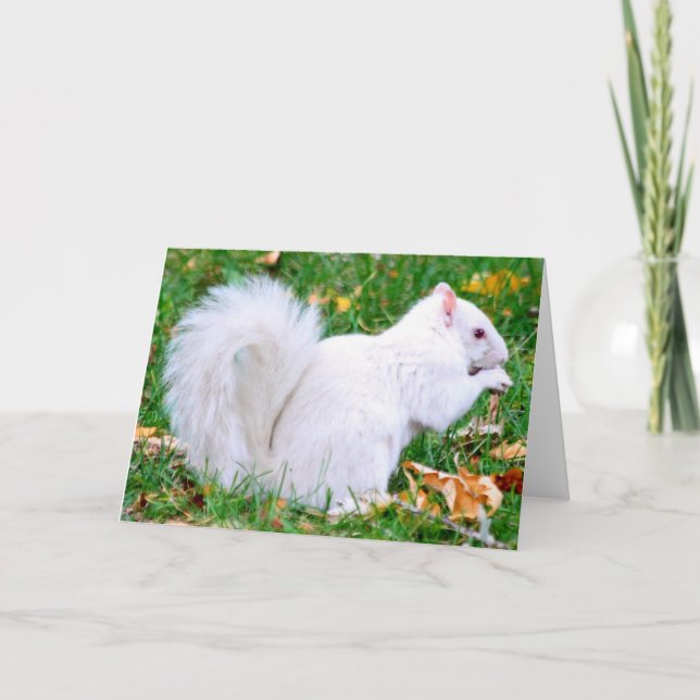 Cartão Greeting Card - Albino Squirrel (Frente)