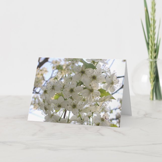 Cartão Greeting Card - All Occasion - Bloom Bradford Pear (Frente)