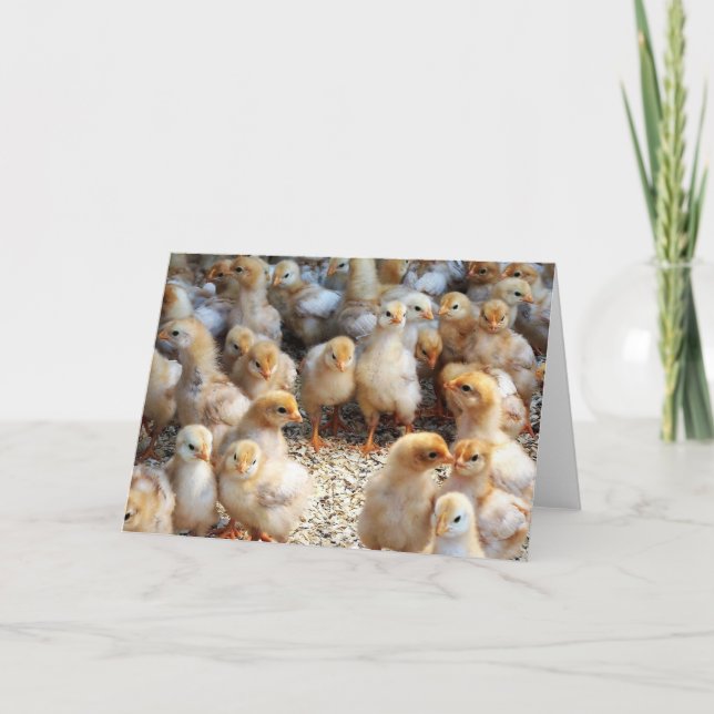 Cartão Greeting Card Baby Chicks (Frente)