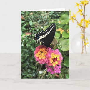 Cartão Greeting Card - Black Swallowtail on Lantana