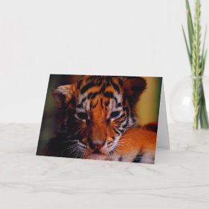 Cartão Greeting Card Blank Tiger Cub