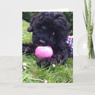 Cartão Greeting Card - Cockapoo Puppy