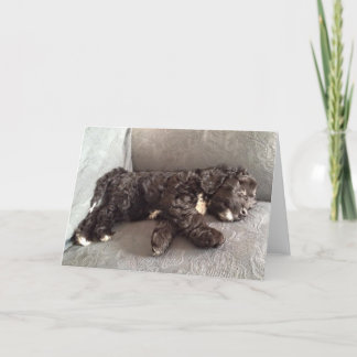 Cartão Greeting Card - Cockapoo Puppy