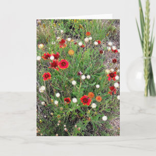 Cartão Greeting Card Colorado Wildflowers