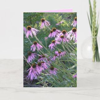 Cartão Greeting Card - Coneflowers