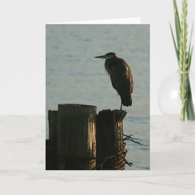Cartão Greeting Card:  Great Blue Heron (Frente)