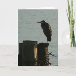 Cartão Greeting Card:  Great Blue Heron