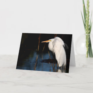 Cartão Greeting card - Great egret hunchback